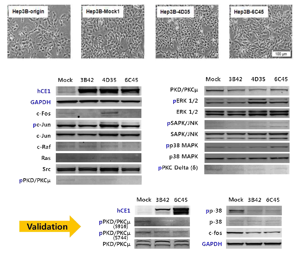 Cell proliferation 관련된 대표적인 signal protein들의 발현 변화 검증