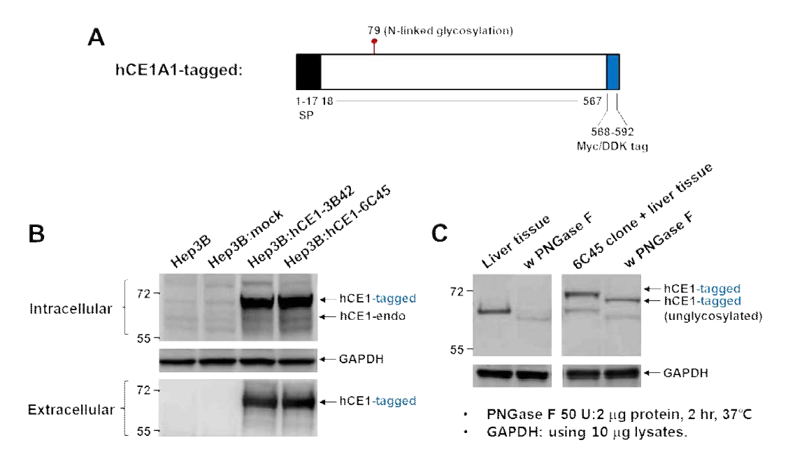 hCE1 과발현 stable cell에서의 hCE1 glycosylation 확인