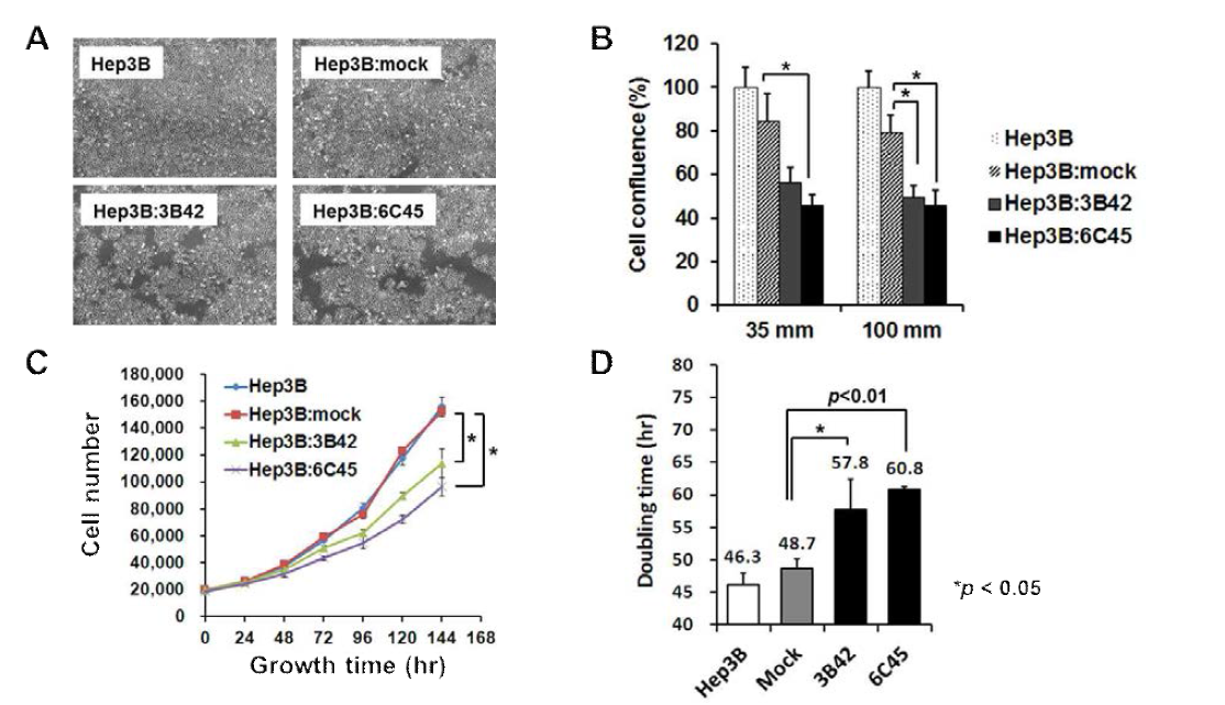 hCE1 과발현 stable cell의 cell growth assay