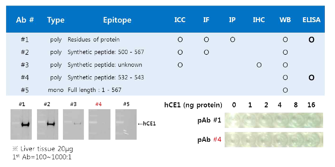 기존 상용화된 AbCam사의 hCE1 항체 제품 및 ELISA 항체 효율성