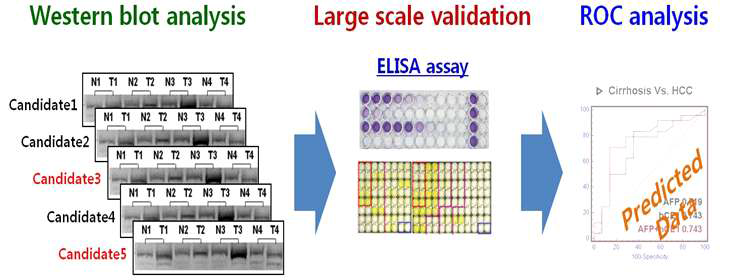 간암 진단 최적 펩타이드 패널의 각 타겟 단백질에 대한 단백질 수준의 검증 연구 예
