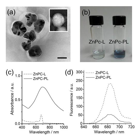 (a) 전자투과현미경(TEM)으로 촬영한 ZnPc가 탑재된 플라즈몬성 리포좀의 형태. 삽입 그림에서는 ZnPc가 탑재된 리포좀의 형태. Scale bar는 50 nm를 나타냄. (b) ZnPc가 탑재된 리포좀과 플라즈몬성 리포좀의 사진. (c) ZnPc가 탑재된 리포좀과 플라즈몬성 리포좀의 빛흡수성 스펙트럼 비교. (d) ZnPc가 탑재된 리포좀과 플라즈몬성 리포좀의 형광 스펙트럼 비교. 리포좀들은 610nm 빛을 주어서 형광을 측정함.