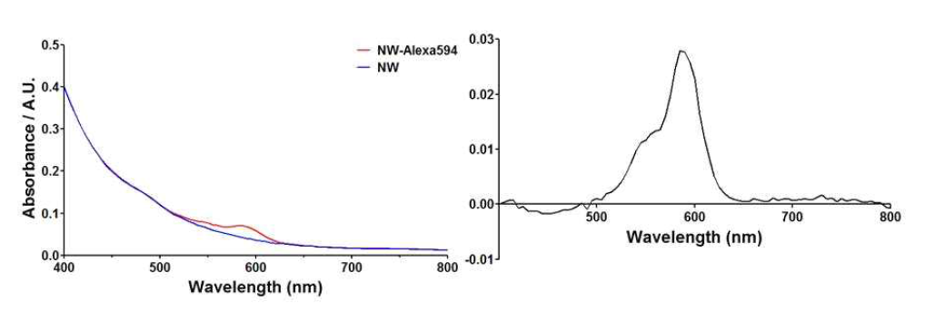 (좌) Alexa594 형광물질이 부착된 자성나노벌레(NW)와 부착전 자성나노벌레의 흡광스펙트럽 비교