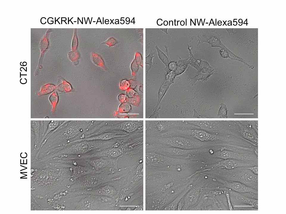 CGKRK 암표적 펩타이드가 부착된 형광자성나노벌레(적색, CGKRK-NW-Alexa594)와 부착되지 않은 대조군 형광자성나노벌레(적색, NW-Alexa594)의 CT26 암세포와 MVEC 일반혈관세포에 대한 표적능 평가 결과.