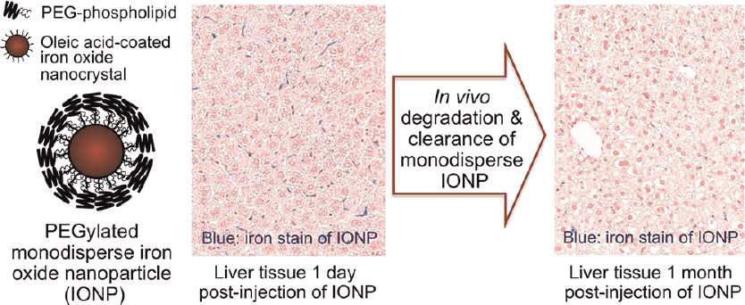 열분해방법으로 제조된 균일한 크기를 가진 자성나노입자이 축적된 간 조직에서 1달 후 자성나노입자(청색, 철이온 염색)의 생분해성 연구