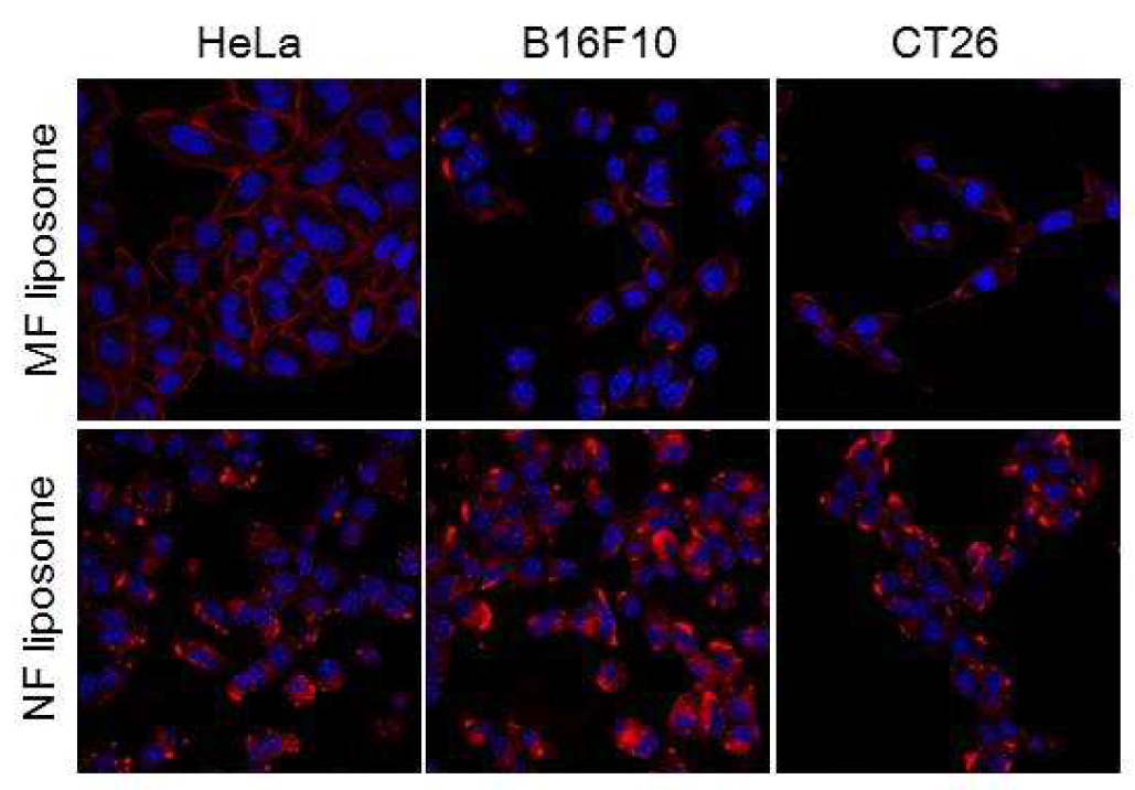 Hela, B16F10, CT26 세포(핵이 청색으로 염색됨)에 광과민제(ZnPc, 적색)가 함유된 세포막결합성 리포좀 및 비결합성 리포좀을 처리 후 촬영한 공초점 현미경 사진