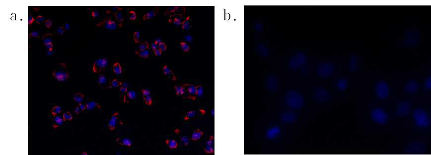 BMFL을 처리해 준 경우(a)와 처리해주지 않은 경우(b)에 biotinylated lipid가 암세포막에 전달된 (a)의 경우에만 형광 strpetavidin이 세포막에 부착되었음.