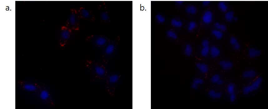 a. BMFL을 가해준 세포에 streptavidin을 처리해 준 모습. b. BMFL을 가해준 후, transwell을 이용하여 다른 층에 있는 세포에 biotin이 전달되도록 한 후에 strpetavidin을 처리해 준 모습.