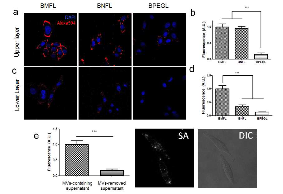 a,c. 리포좀에 의한(a) biotinylated lipid전달 및 모세포로부터 분비된 세포막성 수포에 의한(b) biotinylated lipid 전달 후 streptavidin 형광을 관찰. b,d. a와 c를 각각 정량화한 그래프. e.세포막성 수포의 제거 전 후 biotinylated lipid의 전달 여부 관찰.