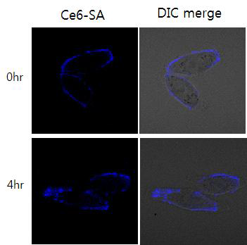 BMFL 처리 후 Ce6-SA를 처리할 경우 처음에는 세포 표면에 위치하는 Ce6-SA이 시간에 따라 세포 안으로 internalization되는 모습.