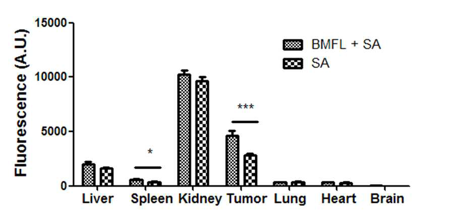 BMFL의 선처리가 주요 장기에 streptavidin 축적에 미치는 영향