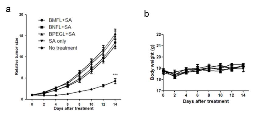 (a) BMFL 선처리에 의한 PDT 효과 증대 및 (b) 몸무게 변화