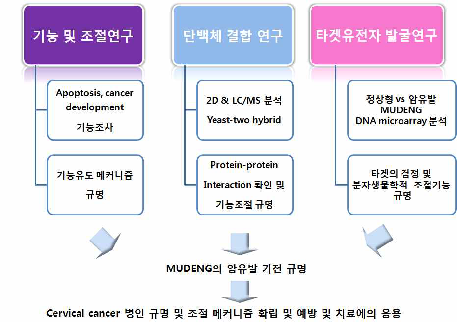 MUDENG 연구의 추진체계도