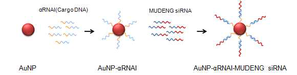 AuNP-αRNAI-MUDENG 안티센스의 모식도