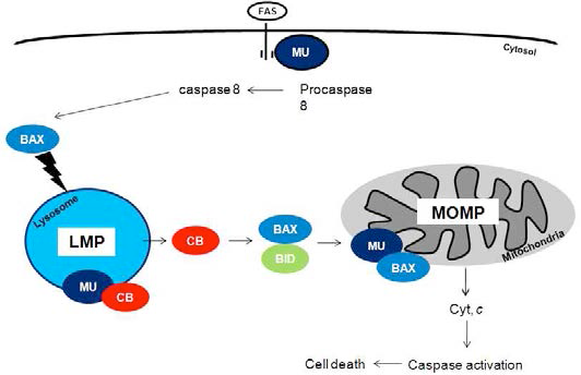 Lysosome에서 MUDENG 단백질의 메커니즘 모델