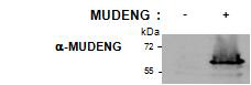 MUDENG 단백질 발현