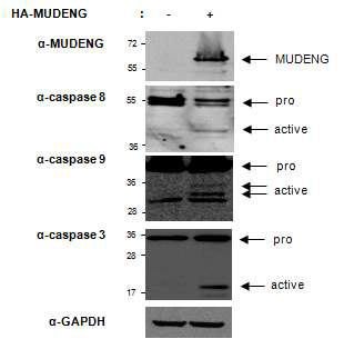 MUDENG 단백질의 caspase 활성