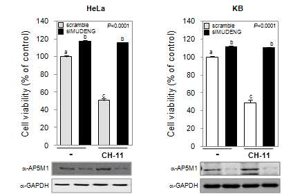 HPV-16 positive cell line에서 MUDENG의 세포 능