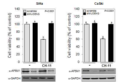 HPV-18 positive cell line에서 MUDENG의 세포 능