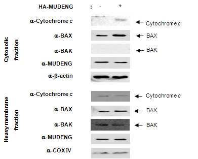 MUDENG에 의한 cytochrome c 방출