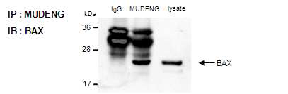 MUDENG and BAX의 상호결합