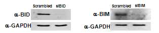 siRNA를 이용한 BID, BIM 단백질의 억제
