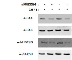 MUDENG이 억제 된 세포에서 CH-11 처리 후 Bax의 변화