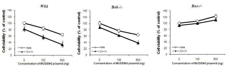 Bax-/-, Bak-/- MEF’s cells에서 CH-11에 의한 MUDENG의 세포 능