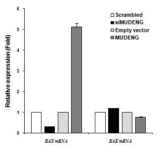 MUDENG의 과 발현 혹은 억제된 세포에서 Bax와 Bak의 mRNA activity