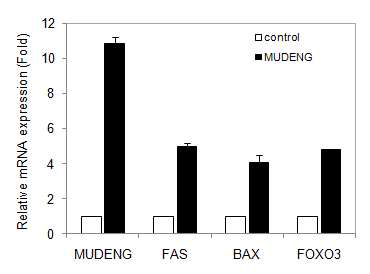 MUDENG에 의한 Bax, FAS 그리고 FOXO3 mRNA activity