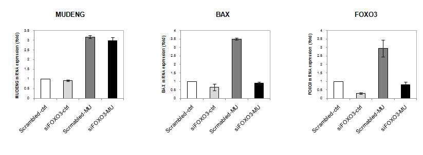 FOXO3 억제된 세포에서 MUDENG, BAX와 FOXO3 mRNA activity