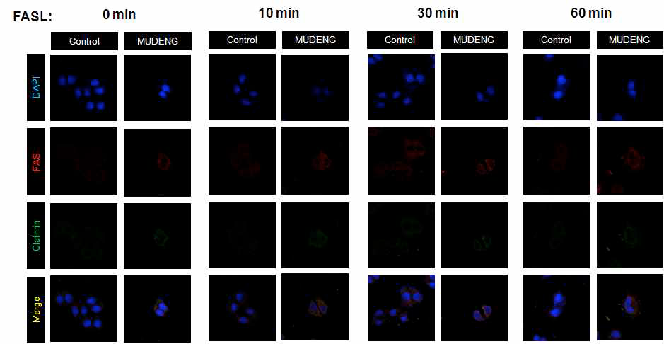 MUDENG에 의한 Clathrin independent pathway