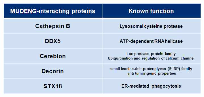 Endocytosis와 관련된 MUDENG의 binding partners