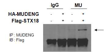 MUDENG 과 STX18의 상호결합