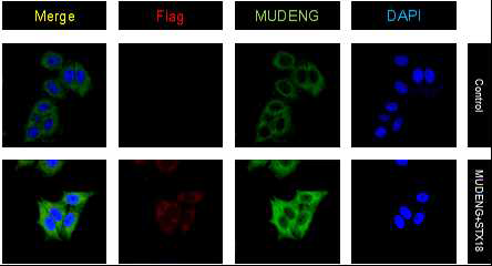 MUDENG 과 STX18의 세포 내 위치