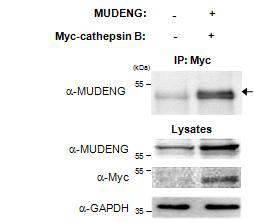 MUDENG과 cathepsin B의 상호결합