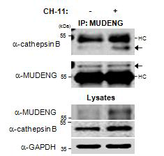 Endogenous 한 MUDENG과 cathepsin B의 상호결합