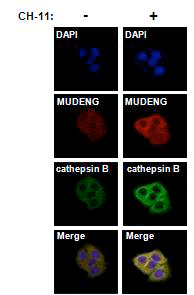 MUDENG과 cathepsin B의 세포 내 위치