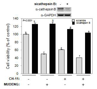 Cathepsin B 결여된 세포에서 CH-11과 MUDENG에 의한 세포능