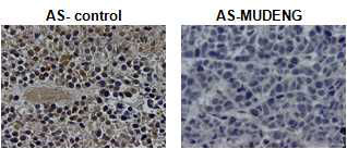 Xenograft tumor의 MUDENG IHC