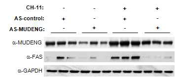 Xenograft tumor의 MUDENG와 FAS 발현변화