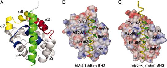 Anti-apoptotic Bcl-2 hydrophobic pocket을 표적으로 결합하는 pro-apoptotic Bcl-2 단백질을 변형한 펩타이드