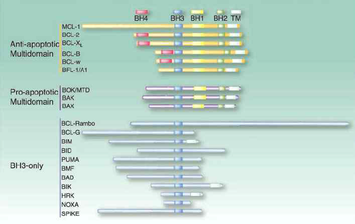 Bcl-2 계 단백질의 도메인 구조