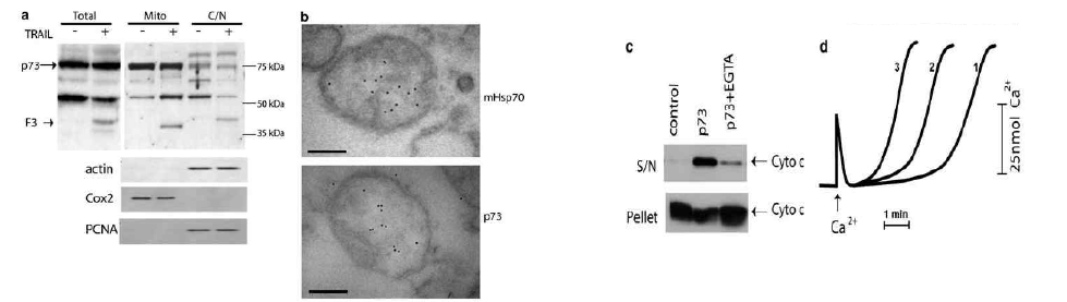 세포사멸 자극에 반응한 p73 의 미토콘드리아 이동 (a,b) 및 재조합 단백질 p73 에 의한 미토콘드리아로부터 cytochrome c 의 유출 (c) 및 외막투과도 변형 (d)
