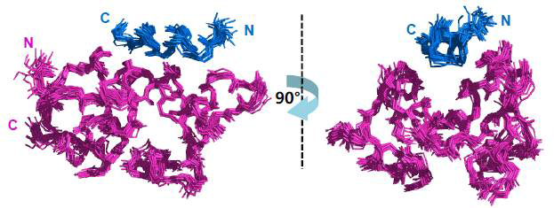 NMR 방법으로 규명된 20 개의 lowest energy 구조의 중첩. MDM2 단백질 (magenta) 과 p73TAD(10-25) 펩타이드 (blue) 간 복합체의 용액상 삼차구조.