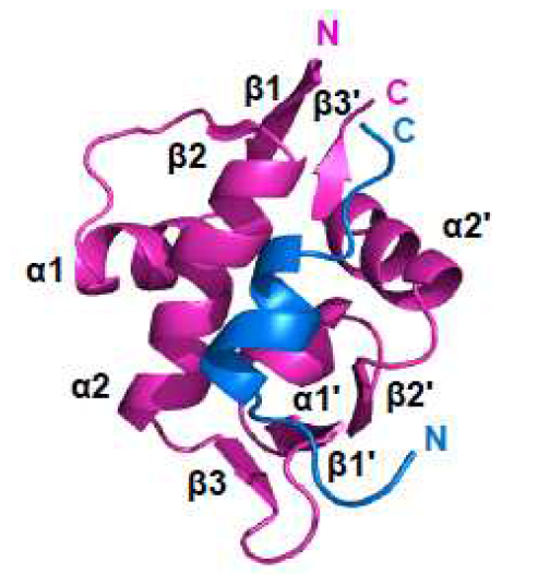 MDM2 단백질과 p73TAD(10-25) 펩타이드 간 복합체의 용액상 삼차구조 (ribbon diagram).