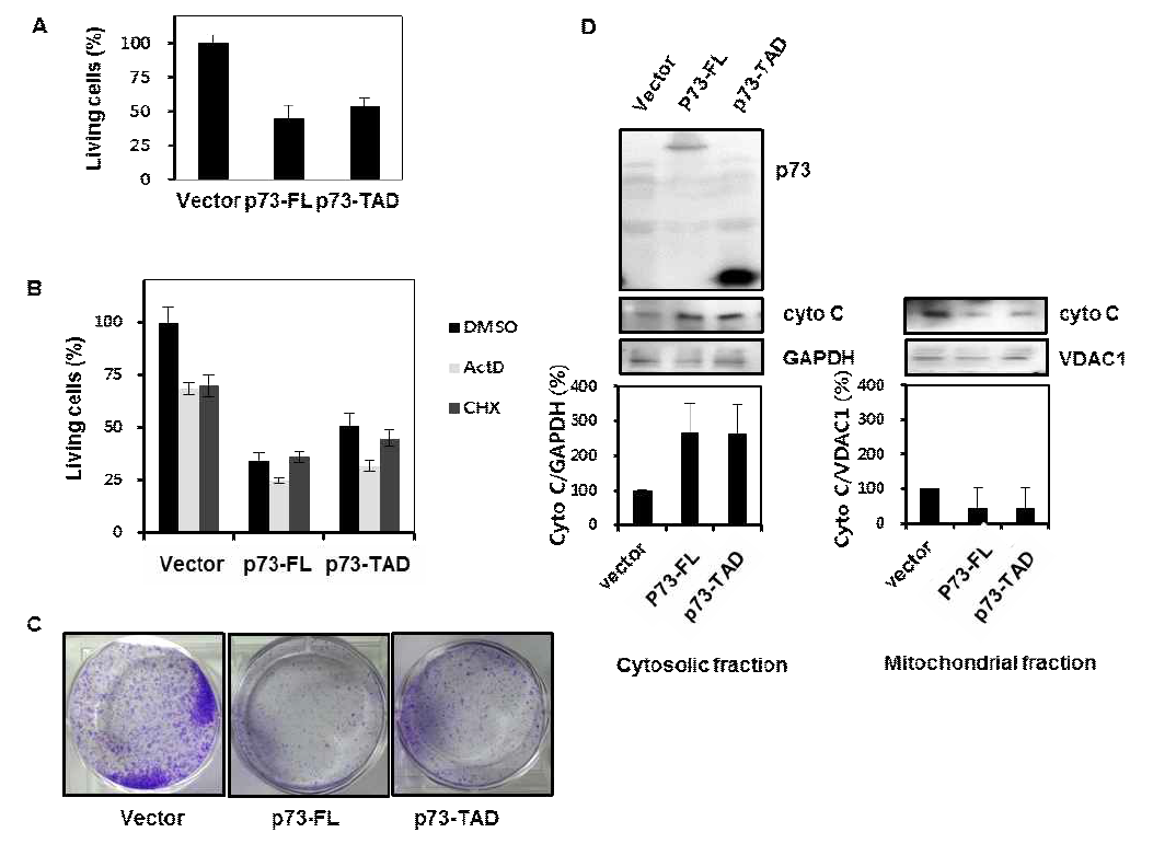 (A, B) Cell viability assay. H1299 세포에 vector 나 p73-FL 나 p73-TAD 를 transfection 하여 살아있는 세포를 MTS assay 를 통하여 정량하여 표시 (C) Colony formation assay. H1299 세포에 Vector 나 p73-FL 나 p73-TAD 를 transfection 한 후 2 주간 세포 배 양한 결과 (D) Cytochrome c release assay. p73-FL 나 p73-TAD 나 peGFP-C3 control vector 로 transfection 한 후 유리된 cytochrome c 를 검출