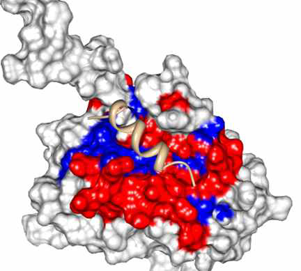 Bcl-XL 단백질과 p73TAD(10-25) 펩타이드 복합체의 용액상 삼차구조. p73TAD 펩타이드는 베이지색 표시. 적색과 청색은 CSP 가 큰 잔기를 표시함.