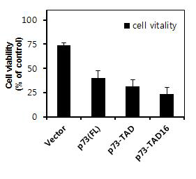 Cell viability assay. H1299 세포에 vector, p73-FL, p73-TAD, p73TAD16 (10-25 번 잔기) 를 transfection 하여 살아있는 세포를 WST-1 assay 를 통하여 정량하여 표시.