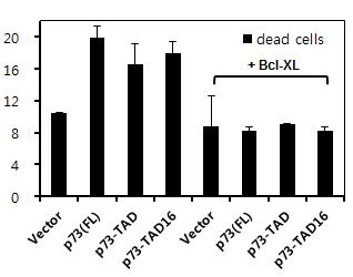 DNA fragmentation assay. H1299 세포 에 vector, p73-FL, p73-TAD, p73TAD16 (10-25번 잔기) 를 transfection 한 후 DNA framentation assay 를 통하여 정량하여 표시.